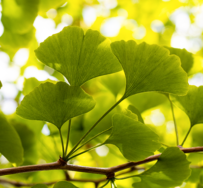 Ginkgoblätter